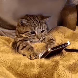 Kitten on phone
