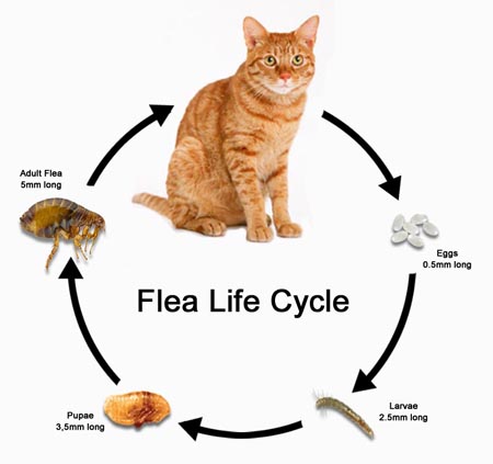 Flea Life Cycle 