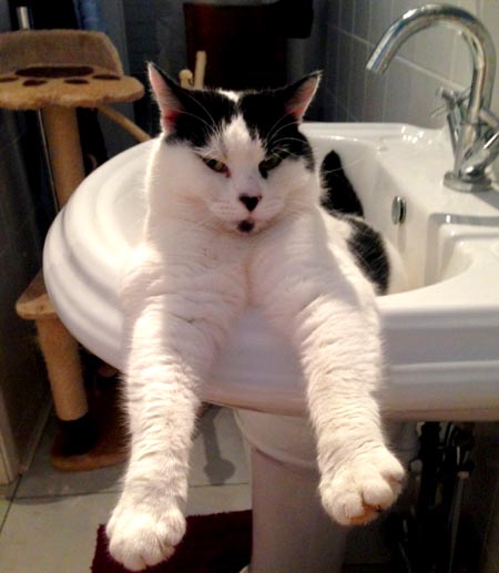 Marley-in-the-sink.2